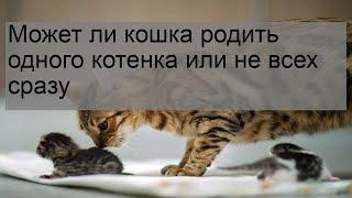 Может ли кошка родить одного котенка или не всех сразу