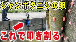 田んぼの厄介者ジャンボタニシの繁殖を止める対策　卵を叩き割る「貝撃」を使ってみた