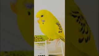 Popular budgie actress  #birds #budgielove #parakeet #babyanimals #babybirds #viralvideo #pets