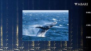 Immerse yourself in songs of humpback whales: Winter in Monterey Bay