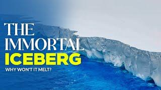 The World’s Largest Iceberg Won’t Die