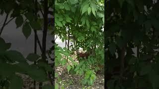 Хорошо в Китае, дворы уютные, курицы гуляют. Это микрорайон в Китае похож на старые советские районы