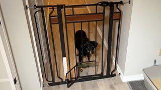 REVIEW Carlson Pet Products Walk Thru Pet Gate