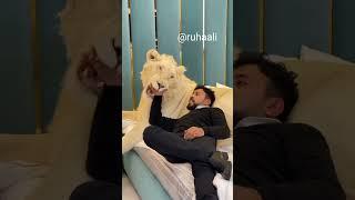 Dubai sheikh with Lion || Dubai life style