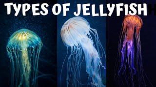 "Exploring the Fascinating World of Jellyfish: A Guide to Different Types of Jellyfish"