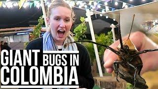 GIANT BUGS IN COLOMBIA | Eileen Aldis