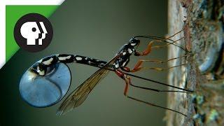 Wasp Deposits Parasitic Larvae Deep Inside Tree Trunk