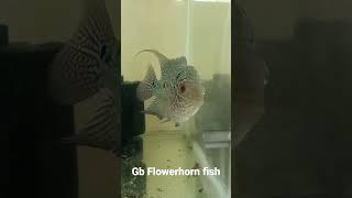 Golden base Flowerhorn fish  | Chennai RR Aquarium | very low price