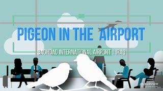 Travel | Iraq | Pigeon in Baghdad International Airport | Wisetech MEP