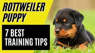 7 BEST Rottweiler Puppy Training Tips - How to train a Rottweiler