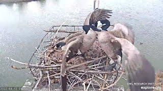 Goose FIGHT! Soap Opera Drama On Our Goose Nest | 3 Mothers, 10 eggs, 1 nest!