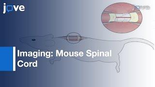 Imaging: Mouse Spinal Cord Using Two-Photon Microscopy l Protocol Preview