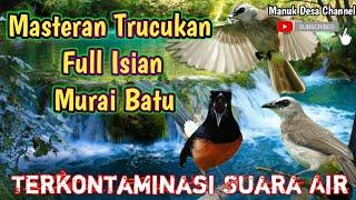 Masteran Trucukan Full Isian Murai Batu Terkontaminasi Suara Air