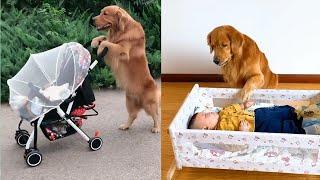 Dogs and Babies: A Look at Their Special Relationship#Shorts