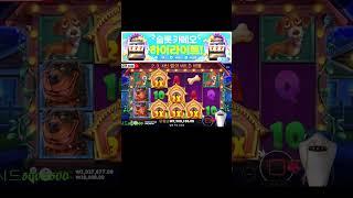 슬롯카메오 상어 개집1에서 1860만원 수익!!  #슬롯머신 #슬롯 #프라그마틱 #잭팟 #slot #pragmatic