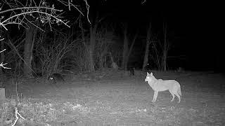 Coyote Kills Raccoon