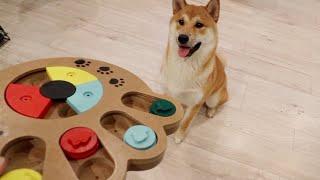 Dog Puzzle Toy - Dog IQ Test