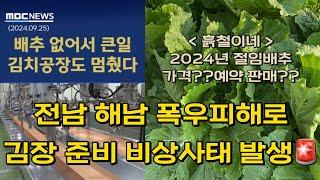 전남 해남군 김장배추 밭 작황상태