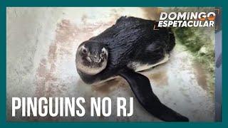 Pinguins na praia: número de resgates cresce no Rio de Janeiro e surpreende especialistas