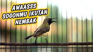 SOGON NGRIWIK GACOR NEMBAK PANCINGAN EMOSI‼️HANYA 1 MENIT‼️AMPUH BIKIN EMOSI