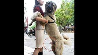 Lucu Gaya Anjing Bercinta Dengan Manusia