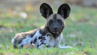 Wild Dogs - Shinde Concession - Okavango Delta