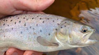 Sea trout fishing - Lancashire (4K)