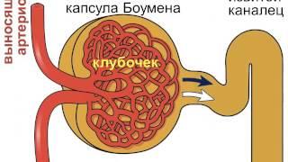 Почечный клубочек и капсула Боумена (почки 2)