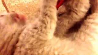 Британские котята. Игры