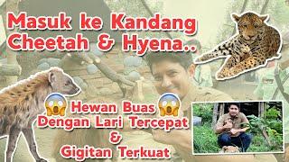 MASUK KE KANDANG CHEETAH & HYENA || DEG-DEGAN COY !!!