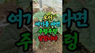 오이 여기를 따면 주렁주렁 달립니다