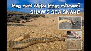 Shaw's Sea Snake | ශ්වෝගේ කුඩා මුහුදු නයා | Documentary Video