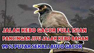 JALAK KEBO GACOR FULL MATERI UNTUK PANCINGAN BURUNG BAHAN