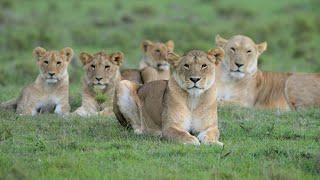 Lion family with playful cubs