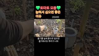 토마토 모종 눕혀서 심었어요 #토마토심기 #토마토재배 #토마토모종
