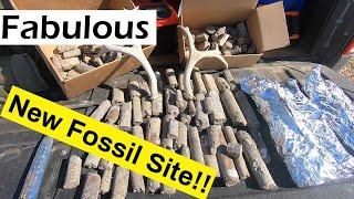 Amazing New Fossil Site Found!