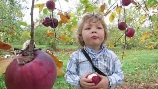 Apple picking at Green Mountain Orchards in Putney Vermont, USA by Caleb Achy Dad Clark