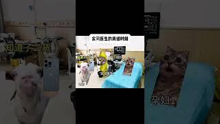 #猫meme #cat #猫meme小剧场 #猫meme剧场