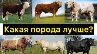 Опрос какая порода быков лучше?  What meat breed of bulls is better?