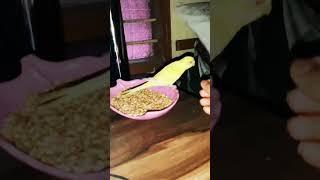 Come here kiddo.. #satisfying #comedy #funnyvideo #happy #funny #cockatiel #budgies #funnyanimals