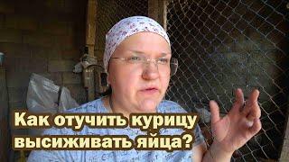 Как отучить курицу высиживать яйца?