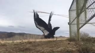 California Condor release in Utah