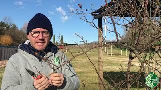 Pruning the climbing rose