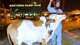 SODA Ho Gya Northern Bypass Cow Mandi | Cattle Market Karachi | Bakra Eid 2024