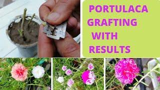 Portulaca Grafting Technique With Results | Moss Rose Grafting