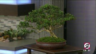 How to properly care for your Bonsai tree | HOUSTON LIFE | KPRC 2