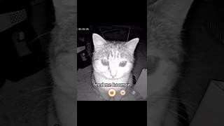 Funny animal videos I found on Instagram and Tiktok #shorts #funnyanimals #cat #funnypets #funny