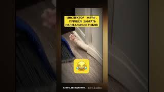 Есть такие?#кот #коты #котик #котики #смешно #смешное #смешноевидео #смешные #смешныевидео #юмор
