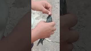 #apiya#fishing #fish #short #