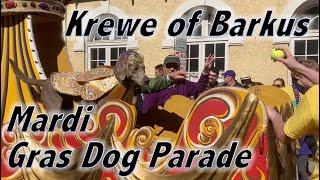 Mardi Gras Krewe of Barkus - Parade of Costumed Dogs in New Orleans's French Quarter